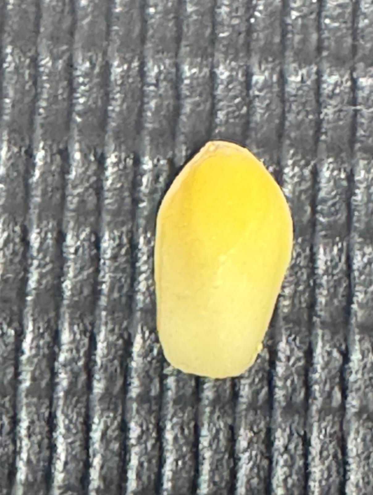 Aulas LAB MICROSCOPIA 2025 2